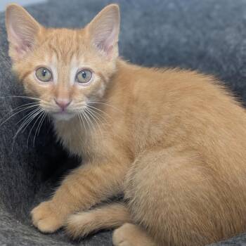 Tiger -  Domestic Short Hair Cat for Adoption in Watertown, New York - Tiger | PetCurious