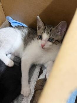 Junebug -  Domestic Short Hair Cat for Adoption in Alafaya, Florida - Junebug | PetCurious