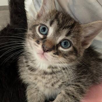 Jersey C11870 -  Domestic Short Hair Cat for Adoption - Jersey C11870 | PetCurious