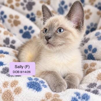 Sally -  Siamese and Domestic Short Hair Cat for Adoption in Vacaville, California - Sally | PetCurious