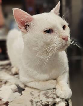 Rescue Domestic Short Hair Cats for Adoption in Fort Worth, Texas - 2Paw | PetCurious