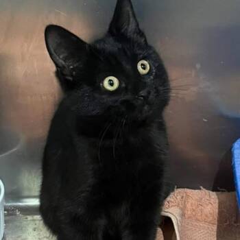 Domestic Short Hair Cats Available for Adoption - Toebias | PetCurious