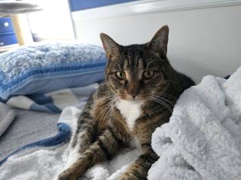 Domestic Short Hair Cats Available for Adoption - Phoebe | PetCurious