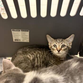 Toulouse -  Domestic Short Hair Cat for Adoption in Pittsburgh, Pennsylvania - Toulouse | PetCurious
