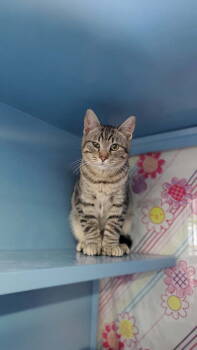 Rescue Domestic Short Hair Cats for Adoption in Wasilla, Alaska - Pat The Cat | PetCurious