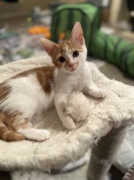 Domestic Short Hair Cats Available for Adoption - Jace | PetCurious