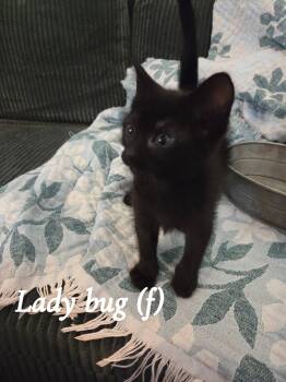Lady Bug -  Domestic Short Hair Cat for Adoption in Clarksville, Tennessee - Lady Bug | PetCurious