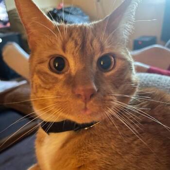 Bless Owner Giving Up -  Domestic Short Hair Cat for Adoption in Clifton, New Jersey - Bless Owner Giving Up | PetCurious