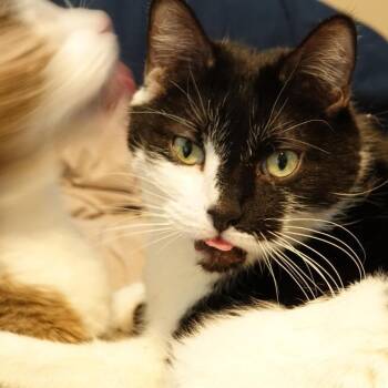 Domestic Short Hair Cats Available for Adoption in Denver, Colorado - Kijo | PetCurious