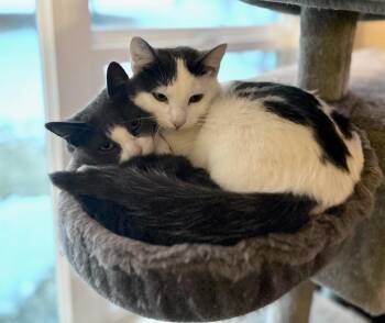 Domestic Short Hair Cats Available for Adoption in Minneapolis, Minnesota - Hershey- No Longer Accepting Apps / Marshmallow-No Longer Accept | PetCurious