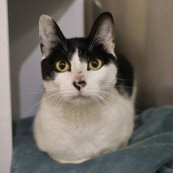 Domestic Short Hair Cats Available for Adoption in Briarcliff Manor, New York - Caroline | PetCurious