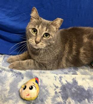 HEATHER- SHOT BY A BB GUN (MA) -  Domestic Short Hair Cat for Adoption - HEATHER- SHOT BY A BB GUN (MA) | PetCurious