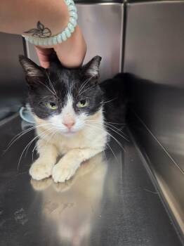 Domestic Short Hair Cats Available for Adoption in Athens, Tennessee - Pal | PetCurious