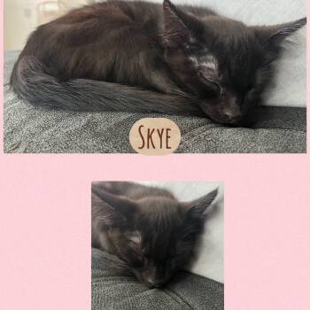 Skye -  Domestic Short Hair Cat for Adoption in Orangevale, California - Skye | PetCurious