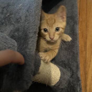 Tangelo -  Domestic Short Hair Cat for Adoption in Houston, Texas - Tangelo | PetCurious