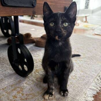 Rescue Domestic Short Hair Cats for Adoption in Plainfield, Illinois - Nori | PetCurious