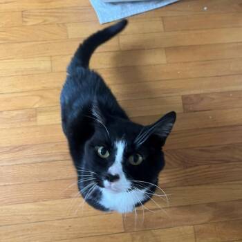 Moon -  Domestic Short Hair Cat for Adoption in Manchester, Connecticut - Moon | PetCurious