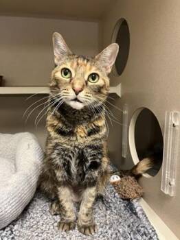 Domestic Short Hair Cats Available for Adoption in Quakertown, Pennsylvania - Queenie | PetCurious