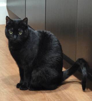 Domestic Short Hair Cats Available for Adoption in Hillsboro, Oregon - KAIRI & MIDNIGHT - Offered By Owner - Siblings | PetCurious