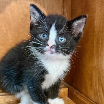 Berry Pie, Smile, Joshua and JJ Sneed -  Domestic Short Hair Cat for Adoption in Fairfax, Virginia - Berry Pie, Smile, Joshua And JJ Sneed | PetCurious