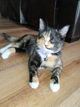 Domestic Short Hair Cats Available for Adoption in Warr Acres, Oklahoma - Cali | PetCurious