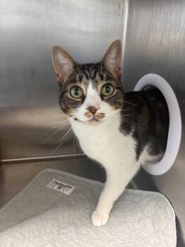 Rescue Domestic Short Hair Cats for Adoption in West Chester, Pennsylvania - Nyelle | PetCurious