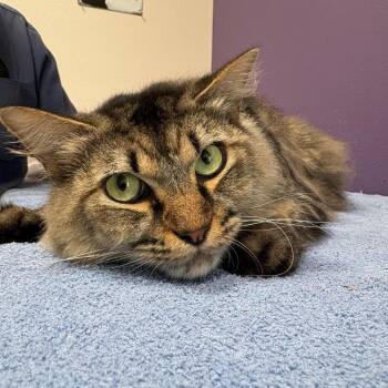 Gus -  Domestic Medium Hair Cat for Adoption in Englewood, Florida - Gus | PetCurious