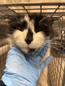 KIRY KIRY (DUDE) -  Domestic Short Hair Cat for Adoption in Las Vegas, Nevada - KIRY KIRY (DUDE) | PetCurious