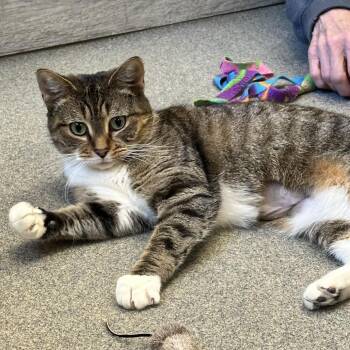 Kiki -  Domestic Short Hair Cat for Adoption in Concord, New Hampshire - Kiki | PetCurious
