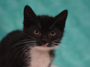Valley -  Domestic Short Hair Cat for Adoption in Portland, Oregon - Valley | PetCurious