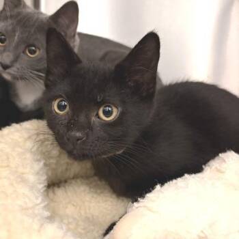 Azalea -  Domestic Short Hair Cat for Adoption in Marshall, Virginia - Azalea | PetCurious