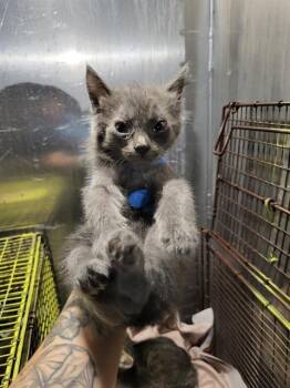 GRAYSON -  Domestic Short Hair Cat for Adoption in San Antonio, Texas - GRAYSON | PetCurious