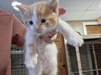 Baloney G. -  Domestic Short Hair Cat for Adoption in West Peoria, Illinois - Baloney G. | PetCurious