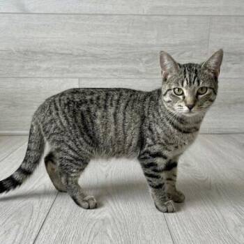 Lil Peeps -  Domestic Short Hair Cat for Adoption in Tampa, Florida - Lil Peeps | PetCurious