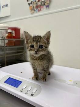 Alouette -  Domestic Short Hair Cat for Adoption in Kansas City, Missouri - Alouette | PetCurious