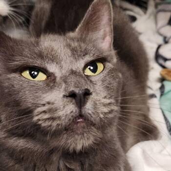 Stella C46519 -  Domestic Short Hair Cat for Adoption in Corsicana, Texas - Stella C46519 | PetCurious