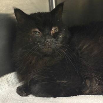 Domestic Long Hair Cats Available for Adoption - Boba | PetCurious