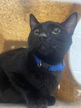 Domestic Short Hair Cats Available for Adoption - Soni | PetCurious