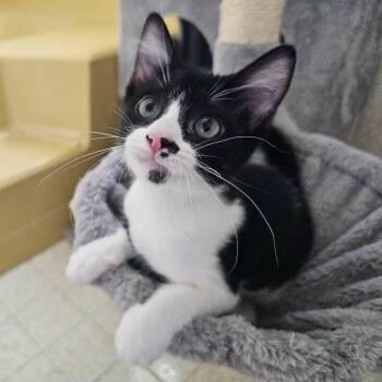 Allie Cat Morgan -  Tuxedo and Domestic Short Hair Cat for Adoption in Corpus Christi, Texas - Allie Cat Morgan | PetCurious