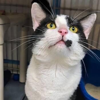 Keenan -  Domestic Short Hair Cat for Adoption in West Jefferson, Ohio - Keenan | PetCurious