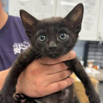 Cameron -  Domestic Short Hair Cat Available for Adoption in Martinsville, Virginia - Cameron | PetCurious