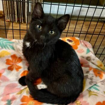 Domestic Short Hair Cats Available for Adoption in Wichita, Kansas - GMC | PetCurious
