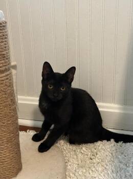 Shadow Warrior -  Domestic Short Hair Cat for Adoption in Cincinnati, Ohio - Shadow Warrior | PetCurious