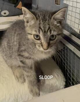 Domestic Short Hair and Tabby Cats Available for Adoption in Houston, Texas - Sloop | PetCurious