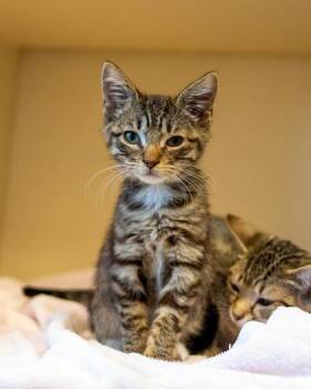 Impala (green polish) -  Domestic Short Hair Cat for Adoption in Chamblee, Georgia - Impala (green Polish) | PetCurious