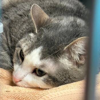 Domestic Short Hair Cats Available for Adoption in Springfield, Illinois - Storm | PetCurious