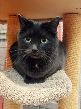Rescue Domestic Short Hair Cats for Adoption in Peace River, Alberta - Jerry | PetCurious