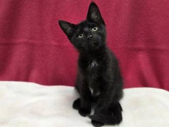 SCREECH -  Domestic Short Hair Cat for Adoption in Ames, Iowa - SCREECH | PetCurious