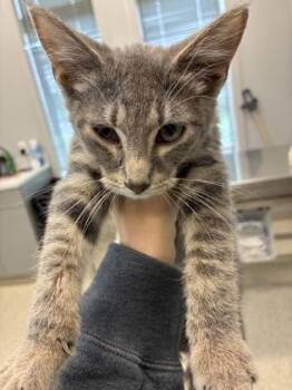 Buster Jr -  Domestic Short Hair Cat for Adoption in Lafayette, Indiana - Buster Jr | PetCurious