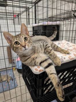 Tigger -  Domestic Short Hair Cat for Adoption in Columbus, Ohio - Tigger | PetCurious
